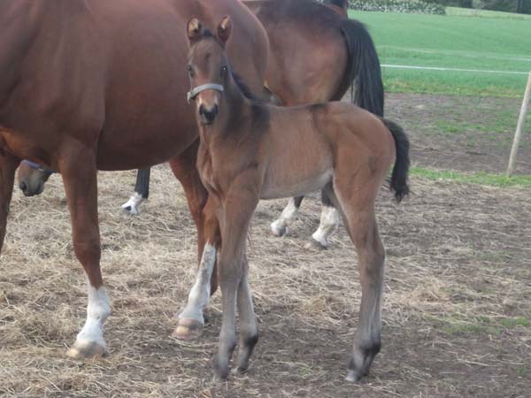 Pearls nye føl efter Tailormade Temptation DVH 967